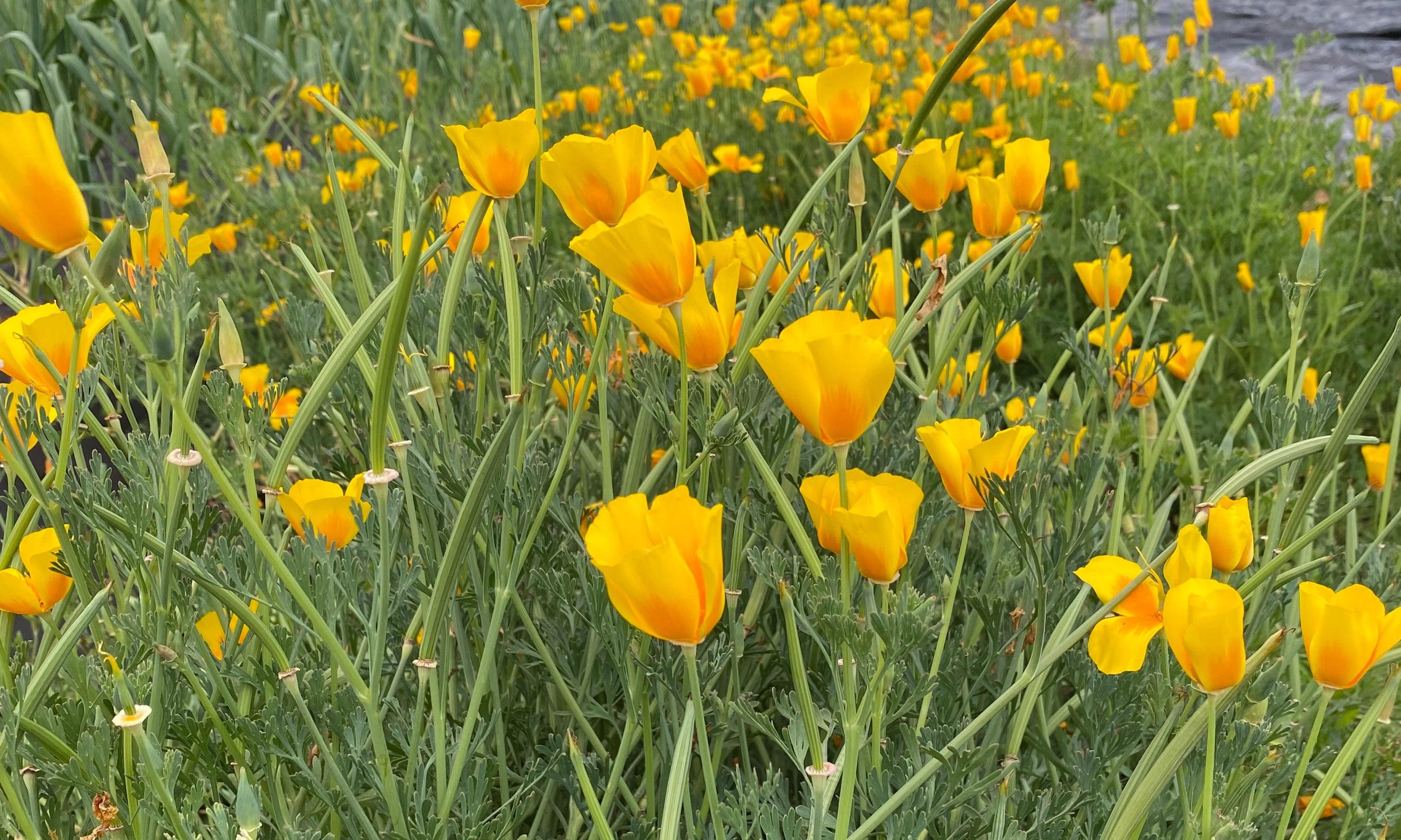 The truth about California Poppy!