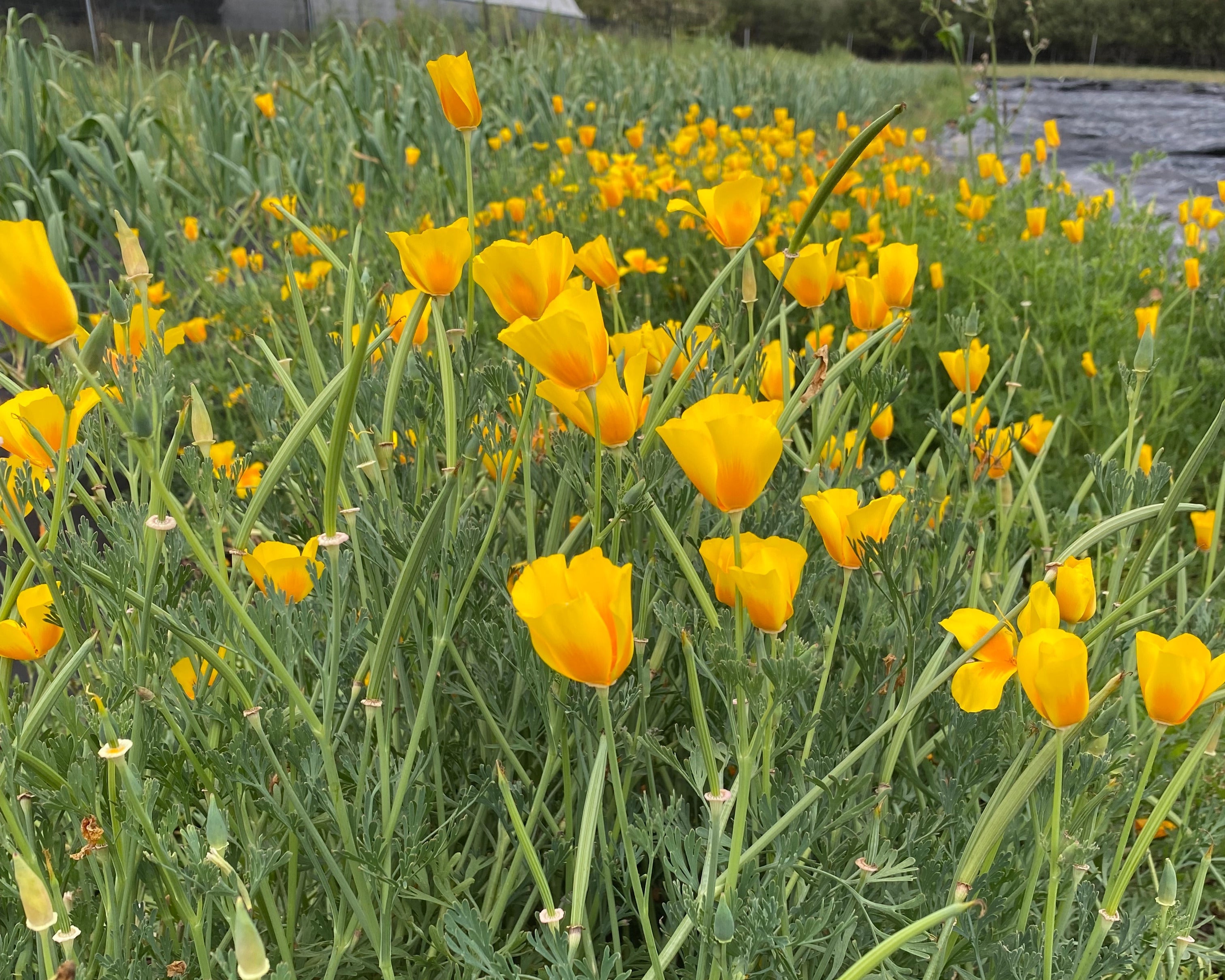The truth about California Poppy!