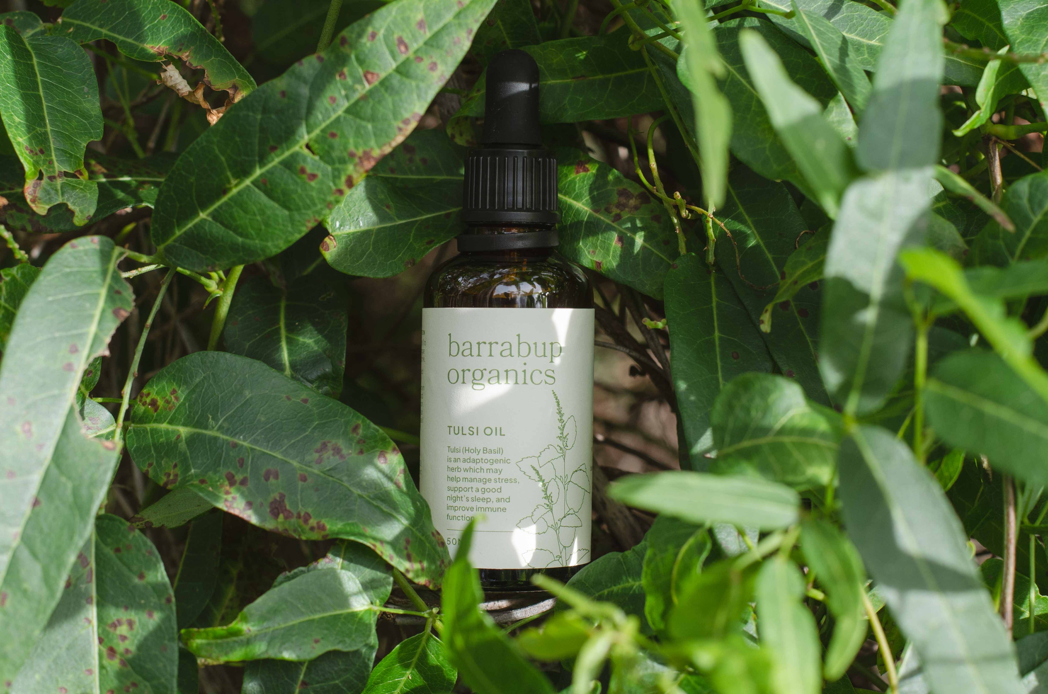 TulsiOil1.jpg